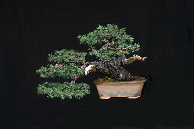 Pot ideas for a yamadori spruce Spruce11