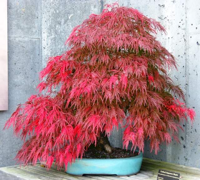 Show the Autumncolour from your bonsai - Page 2 Nature25