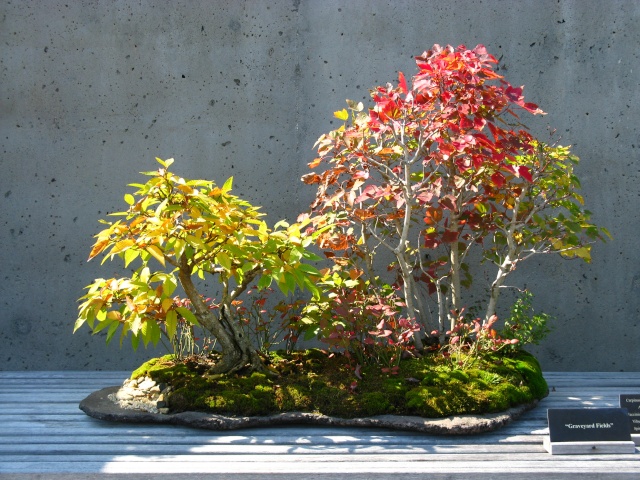 Show the Autumncolour from your bonsai - Page 2 Nature26