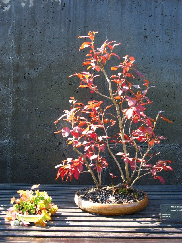 Show the Autumncolour from your bonsai - Page 2 Nature28