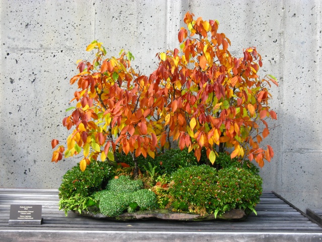 Show the Autumncolour from your bonsai - Page 2 Nature29