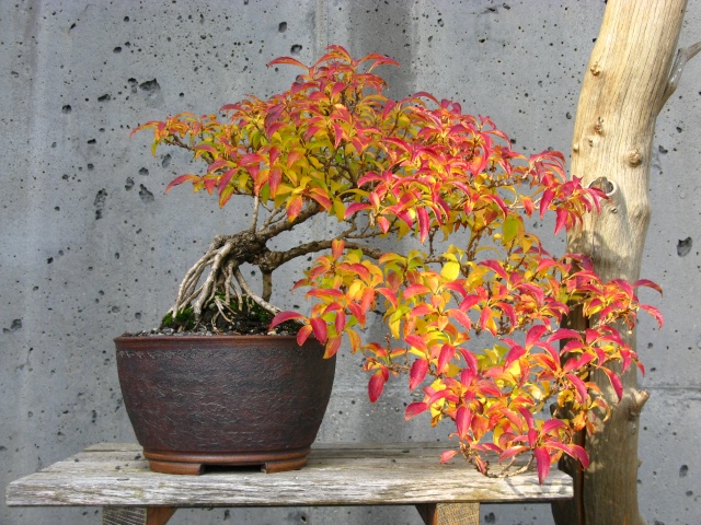 Show the Autumncolour from your bonsai - Page 2 Nature30