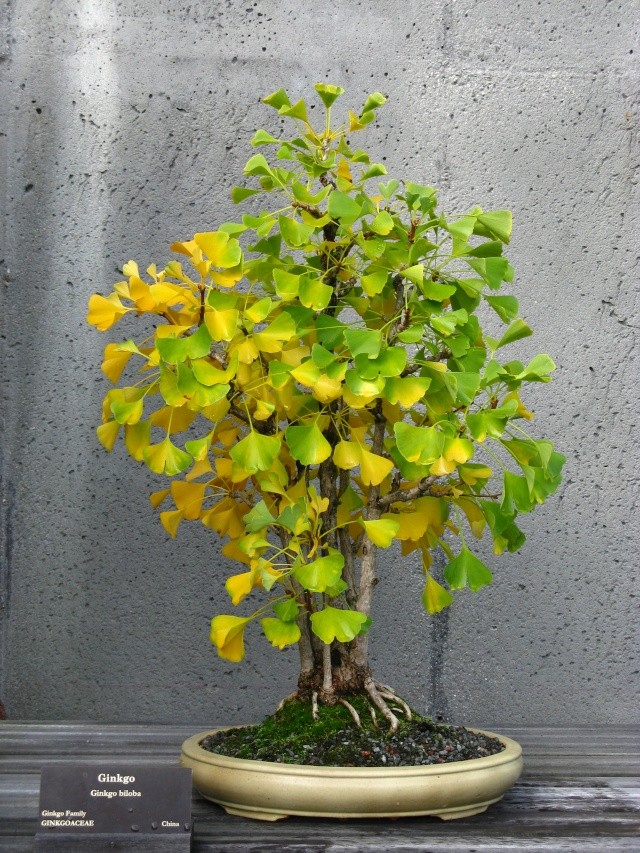 Show the Autumncolour from your bonsai - Page 2 Nature32