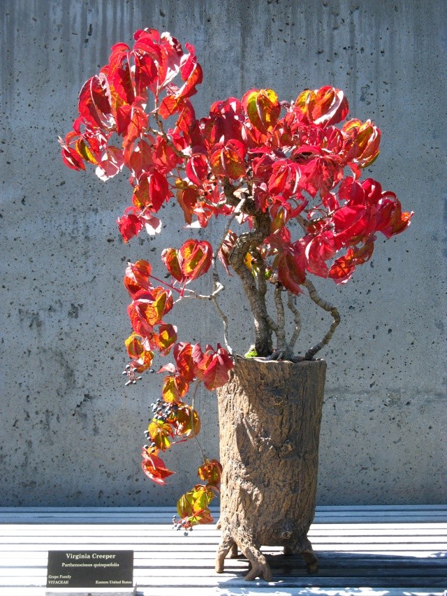 Show the Autumncolour from your bonsai - Page 2 Nature33