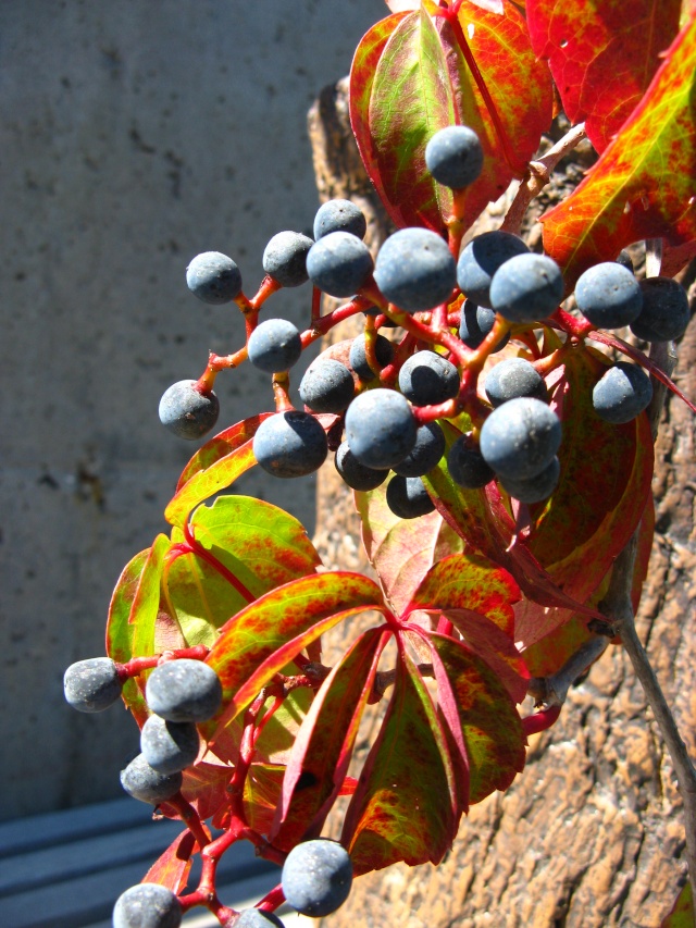 Show the Autumncolour from your bonsai - Page 2 Nature34
