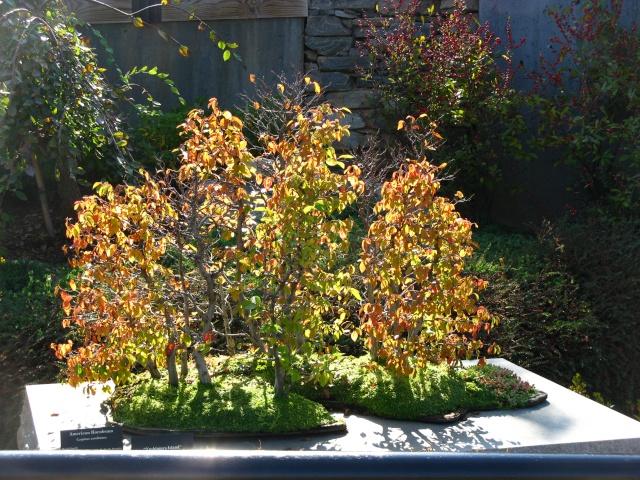 Show the Autumncolour from your bonsai - Page 2 Nature35
