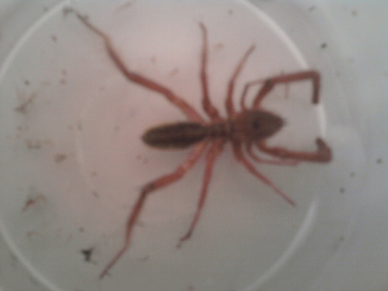 Araignée ou scorpion ? Photo011