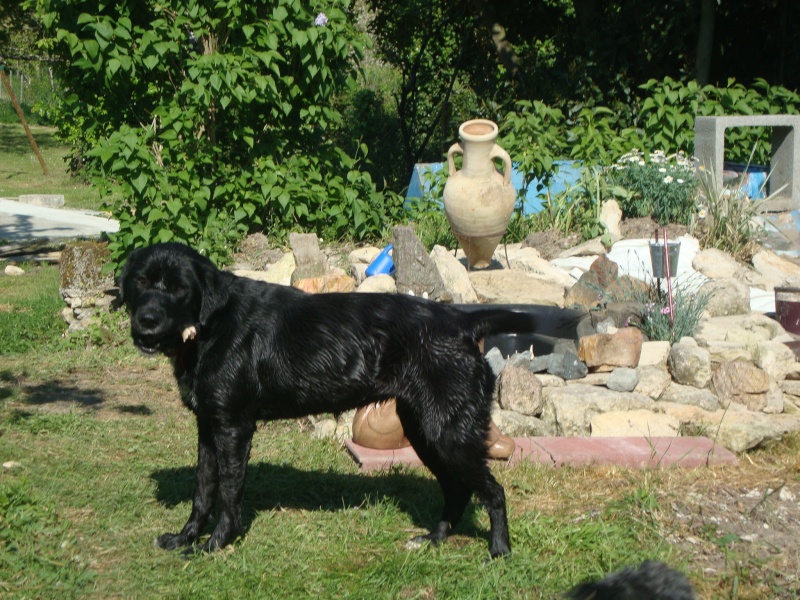 Femelle - 2 ans - Labrador noire Dsc08414