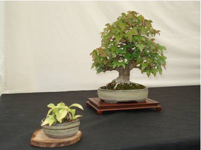 Kent Bonsai & Azalea Show 2011 Les_s_11