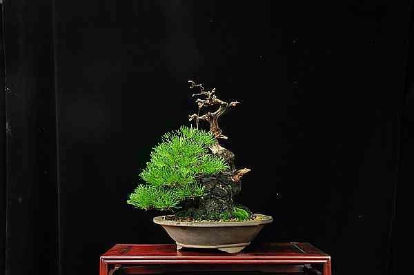 Japanese black pine - Page 3 Dsc_4411