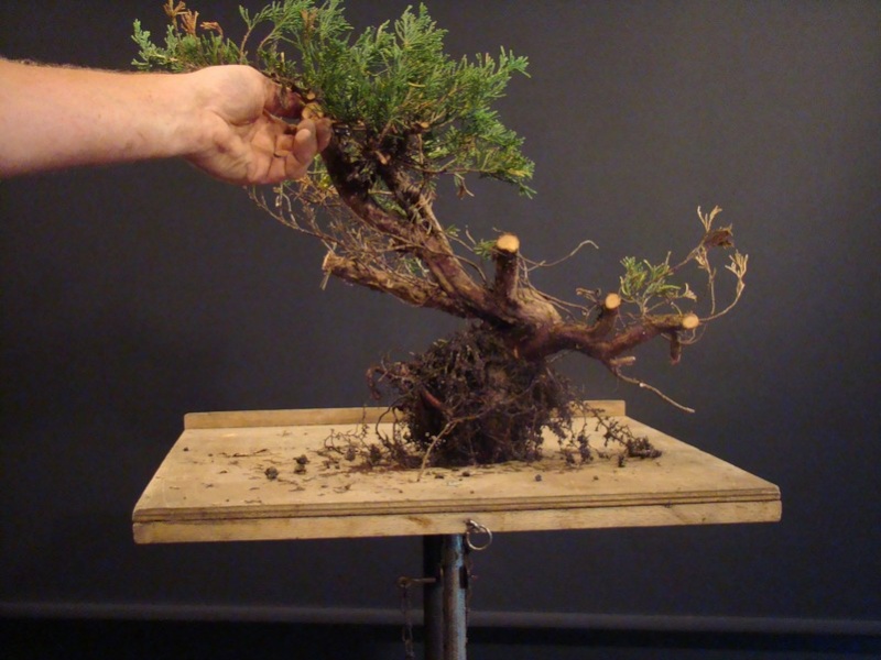 Juniperus horizontalis "Wiltoni" (garden tree ) Jl10