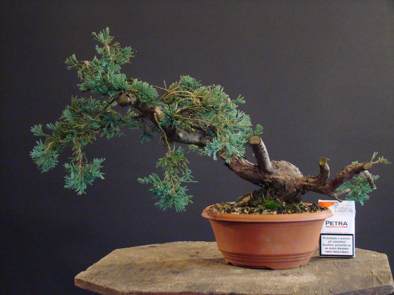 Juniperus horizontalis "Wiltoni" (garden tree ) Jl_210