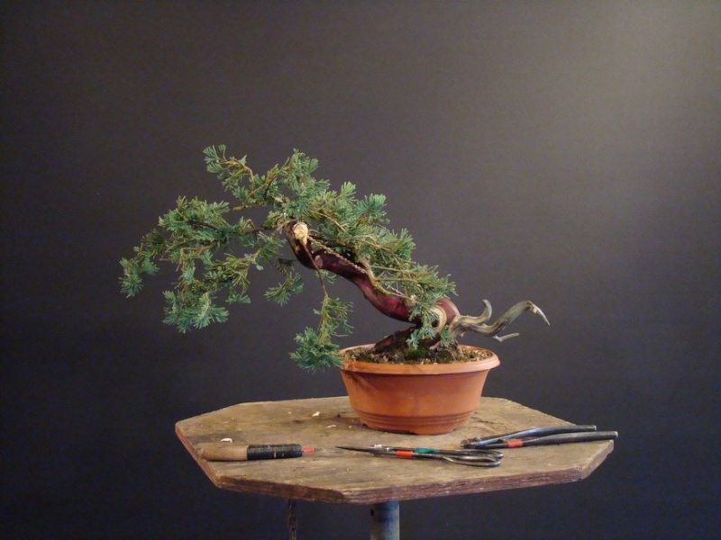 Juniperus horizontalis "Wiltoni" (garden tree ) Jl_410