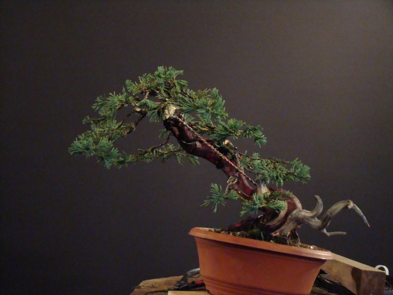 Juniperus horizontalis "Wiltoni" (garden tree ) Jl_510