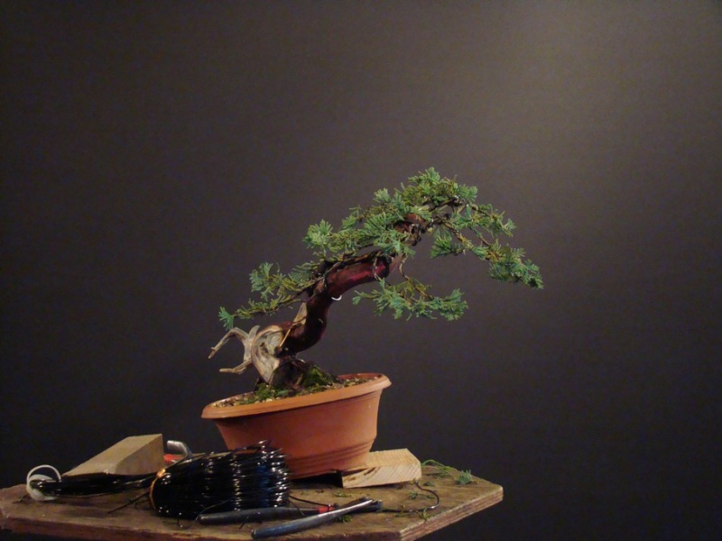 Juniperus horizontalis "Wiltoni" (garden tree ) Jl_610