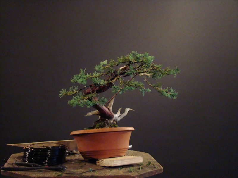 Juniperus horizontalis "Wiltoni" (garden tree ) Jl_710