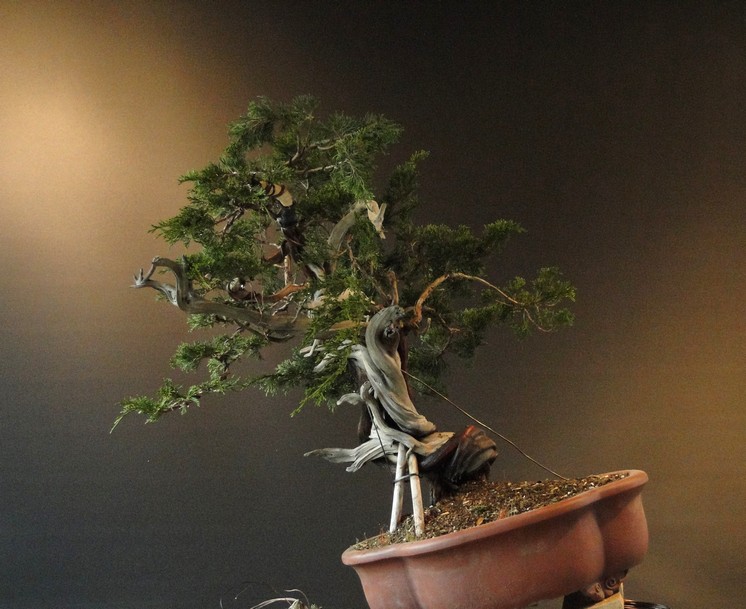 Juniperus sabina "old deadwood" -first styling 2011 (owner Mirek Š.) Jus_1210