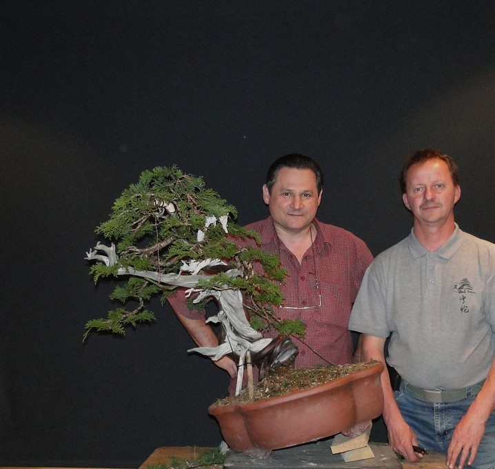 Juniperus sabina "old deadwood" -first styling 2011 (owner Mirek Š.) Jus_1410