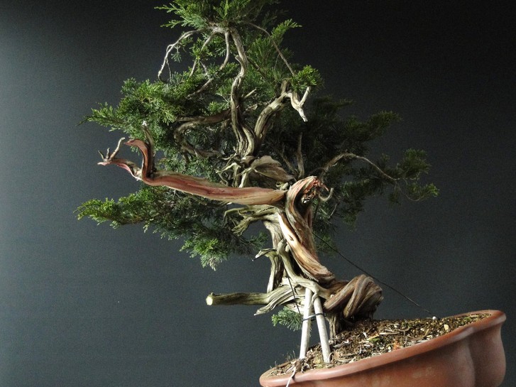Juniperus sabina "old deadwood" -first styling 2011 (owner Mirek Š.) Jus_710