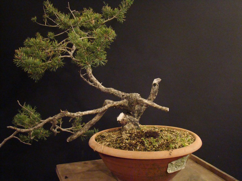 Pinus sylvestris "sumo?" 2011 - grafting branches Kjd_0010