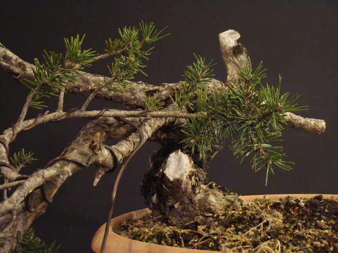 Pinus sylvestris "sumo?" 2011 - grafting branches Kjd_0011