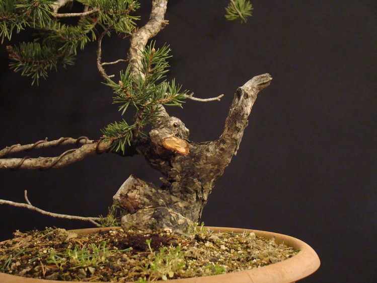 Pinus sylvestris "sumo?" 2011 - grafting branches Kjd_0110