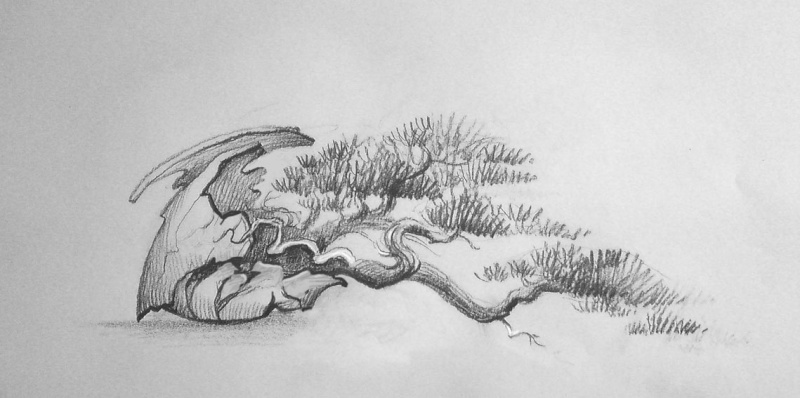 For Joy (Pinus mugo -  yamadori "Three Snakes) - Page 2 Kopie_13