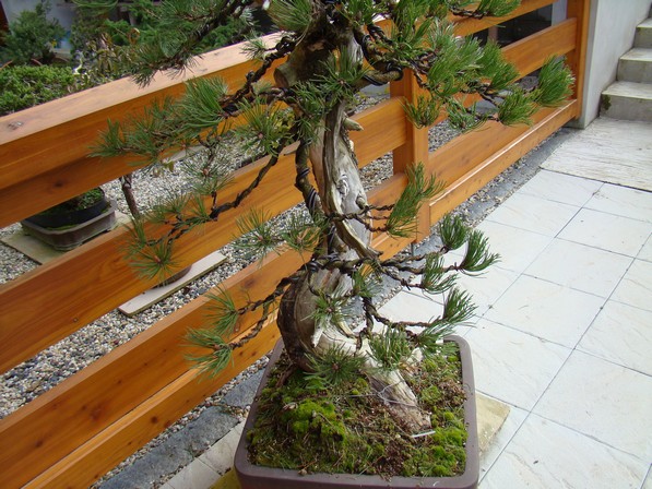 Development of Big Pine (Pinus mugo 2003) Kor_110