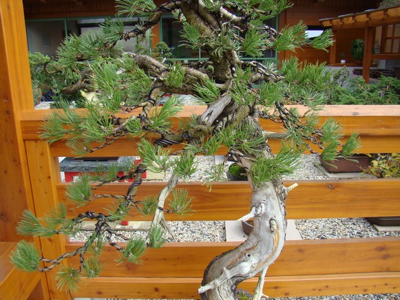 Development of Big Pine (Pinus mugo 2003) Kor_1511