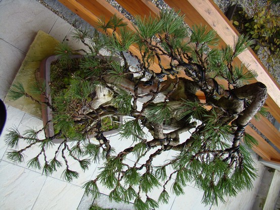 Development of Big Pine (Pinus mugo 2003) Kor_1610