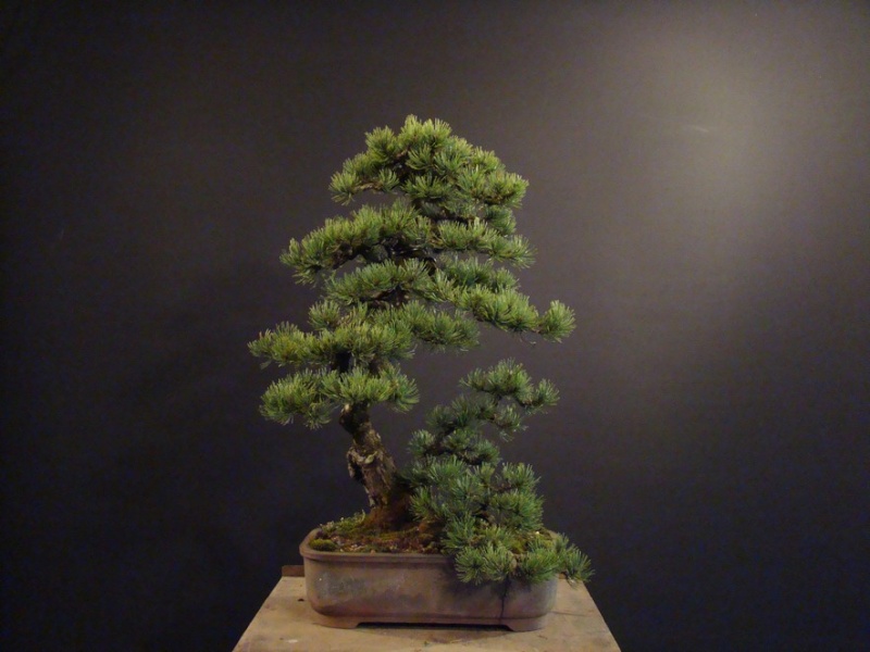 Pinus mugo 2006 Muf_210