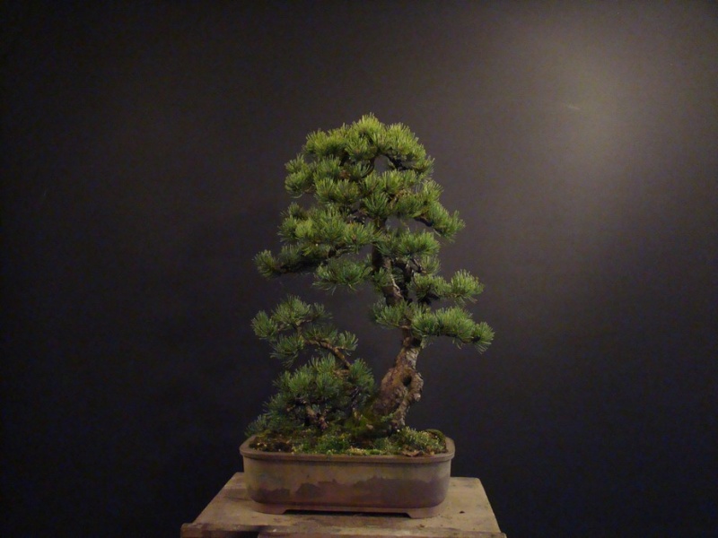 Pinus mugo 2006 Muf_410