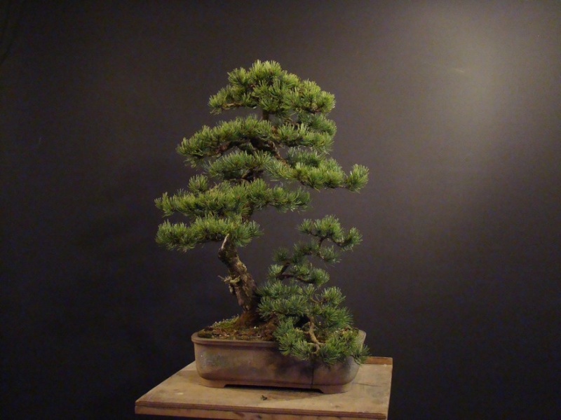 Pinus mugo 2006 Muf_510