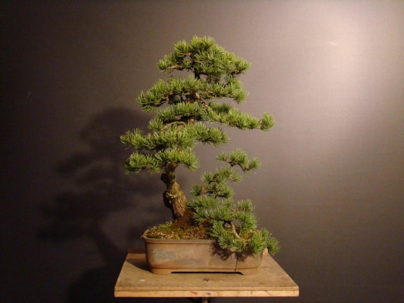Pinus mugo 2006 Muf_610