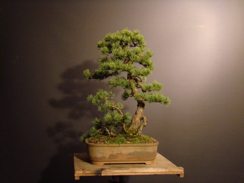Pinus mugo 2006 Muf_710