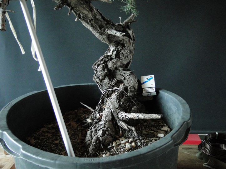 Pinus sylvestris - Yamadori with one branch (First Amendment) - owner Mirek Š. Mums_110