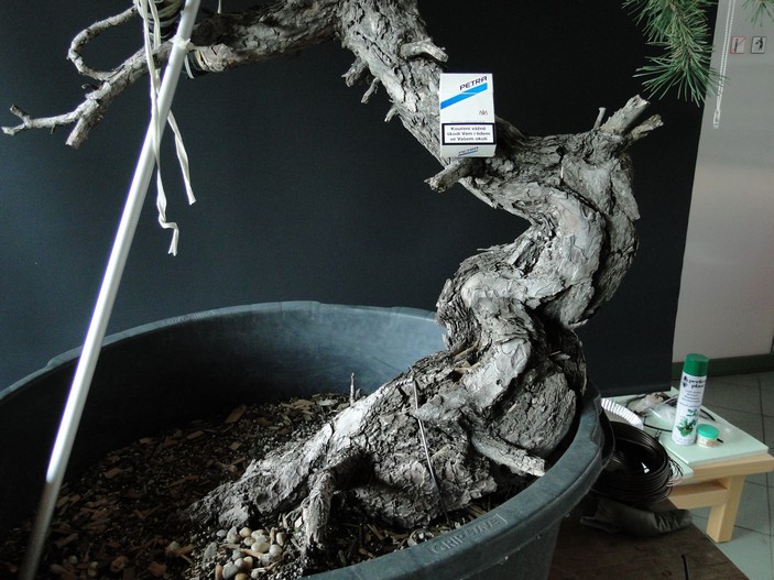 Pinus sylvestris - Yamadori with one branch (First Amendment) - owner Mirek Š. Mums_210