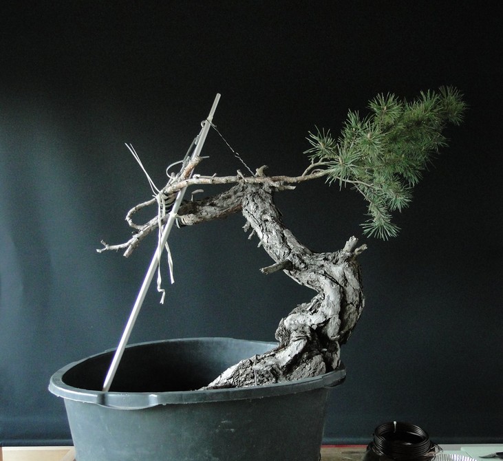 Pinus sylvestris - Yamadori with one branch (First Amendment) - owner Mirek Š. Mums_310