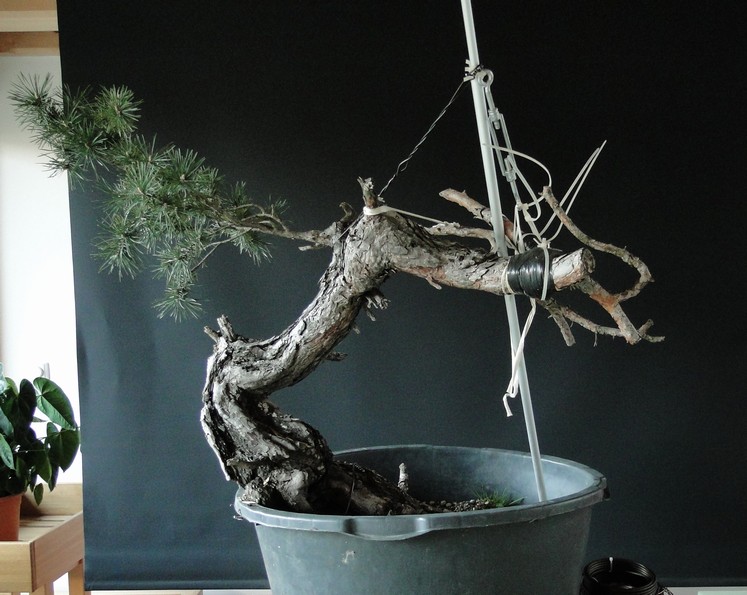Pinus sylvestris - Yamadori with one branch (First Amendment) - owner Mirek Š. Mums_410