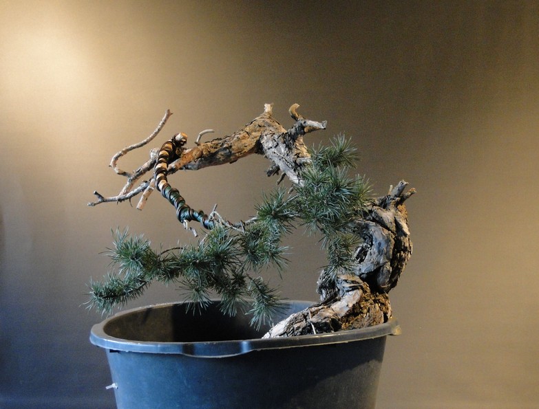 Pinus sylvestris - Yamadori with one branch (First Amendment) - owner Mirek Š. Mums_510