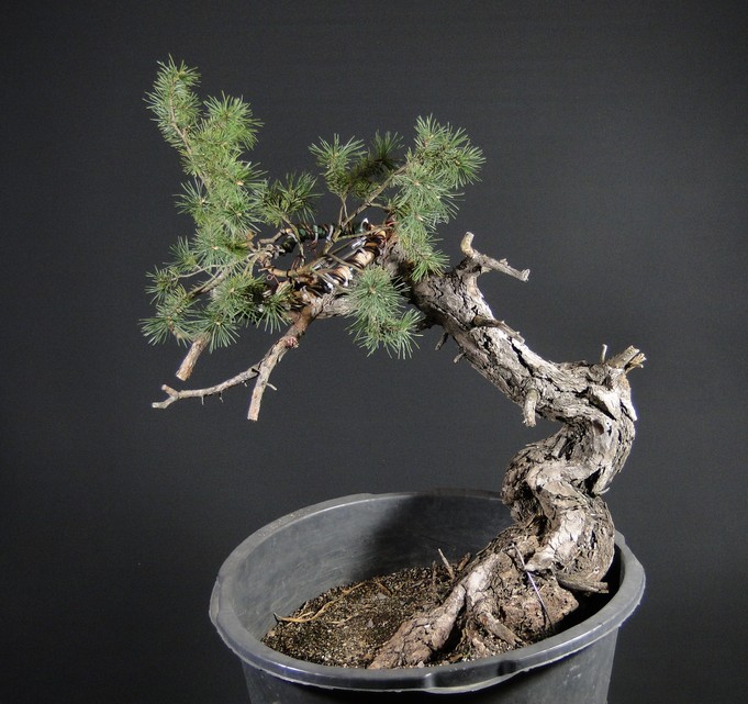 Pinus sylvestris - Yamadori with one branch (First Amendment) - owner Mirek Š. Mums_610