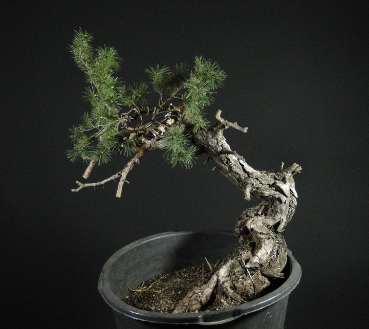 Pinus sylvestris - Yamadori with one branch (First Amendment) - owner Mirek Š. Mums_710