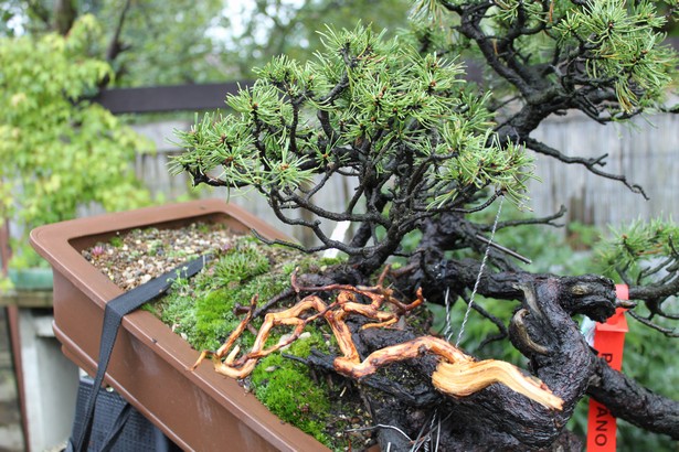 For Joy (Pinus mugo - yamadori "Three Snakes) Muth_210