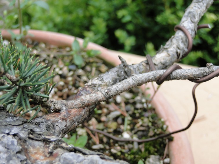 Pinus sylvestris "sumo?" 2011 - grafting branches Pa_110