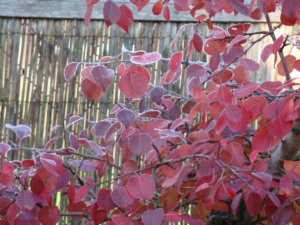 Show the Autumncolour from your bonsai Pom_210