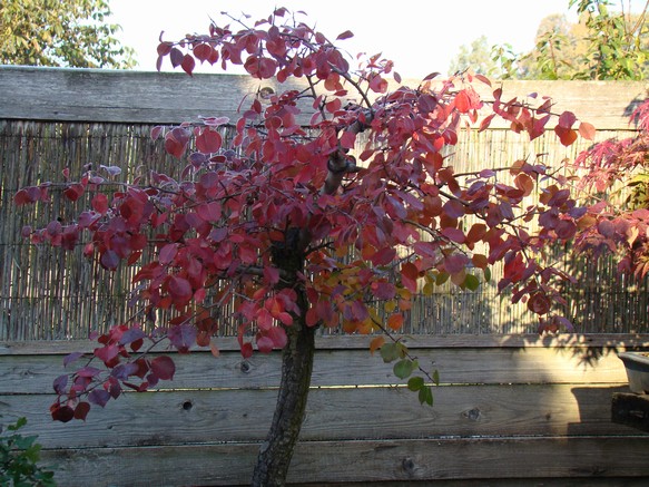 Show the Autumncolour from your bonsai Pom_311