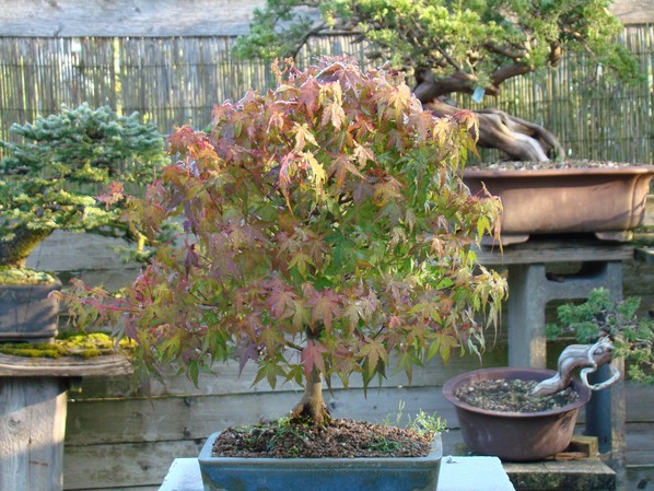 Show the Autumncolour from your bonsai Pom_510