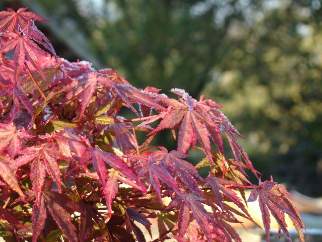Show the Autumncolour from your bonsai Pom_610