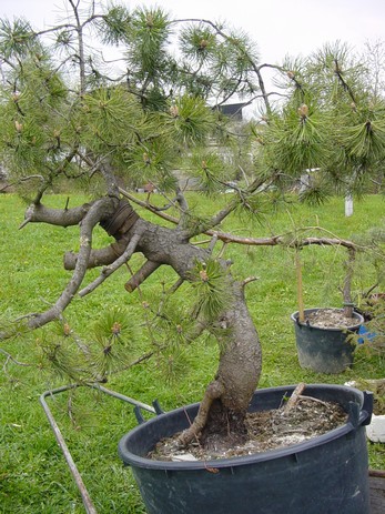 Development of Big Pine (Pinus mugo 2003) Pro_110
