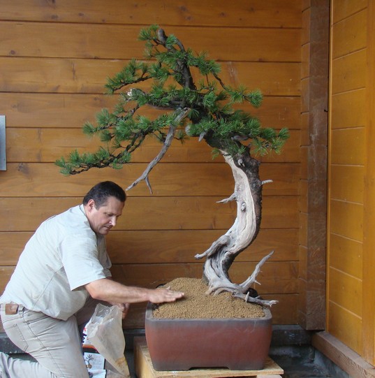Development of Big Pine (Pinus mugo 2003) Pro_610